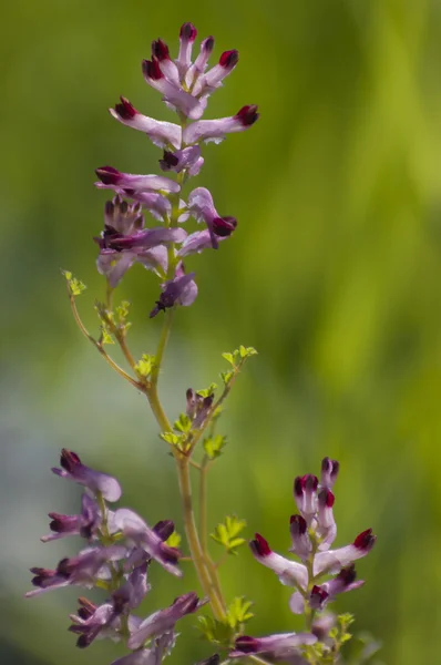 Лесной цветок — стоковое фото