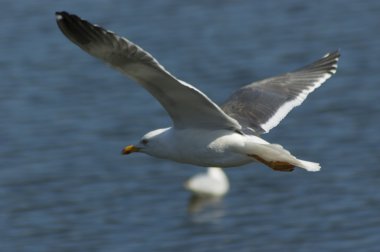 Martı (Larus fuscus)