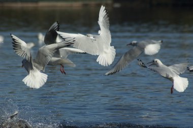 martı (Larus ridibundus)