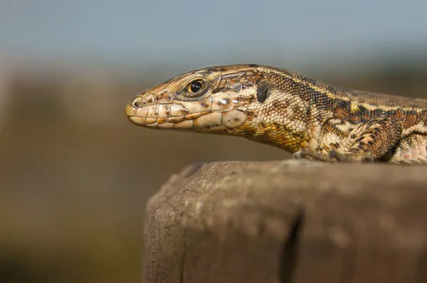 European wall lizard — Stock Photo, Image