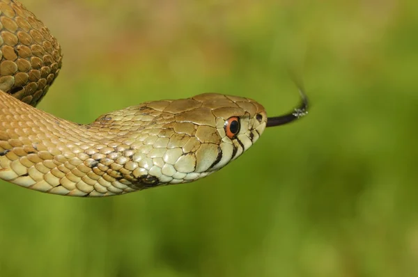 Travní had (Natrix natrix) — Stock fotografie