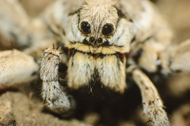 Kurt örümcek (Lycosa tarantula)