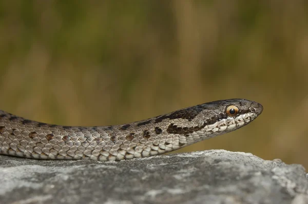 Europeisk glatt slange (Coronella austriaca ) – stockfoto