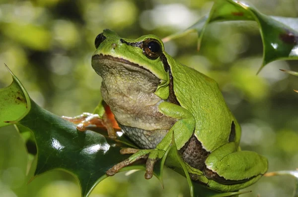 European tree frog (Hyla arborea) — Stock Photo, Image