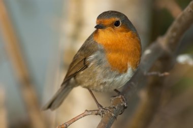 Robin (Erithacus rubecula)