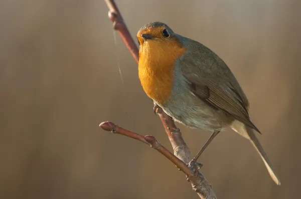 로빈 (Erithacus rubecula) — 스톡 사진