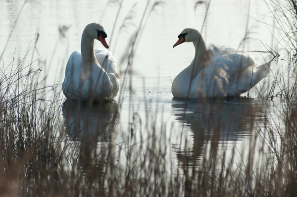 Pair of mute swans — Stock Photo, Image