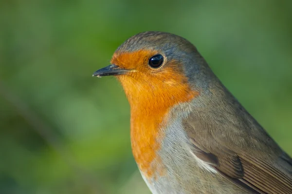 로빈 (Erithacus rubecula) — 스톡 사진