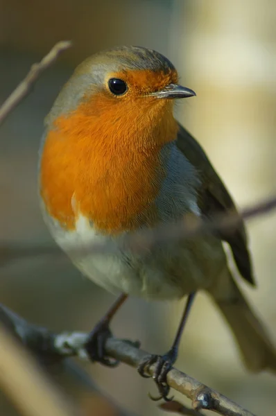 로빈 (Erithacus rubecula) — 스톡 사진