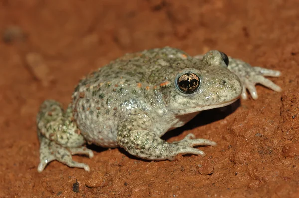 Rospo comune ostetrica (Alytes ostetricans ) — Foto Stock