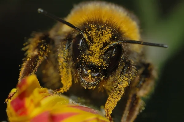 大黄蜂花粉覆盖 — 图库照片
