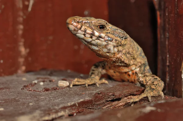 Lagarto de parede europeu (Podarcis muralis ) — Fotografia de Stock