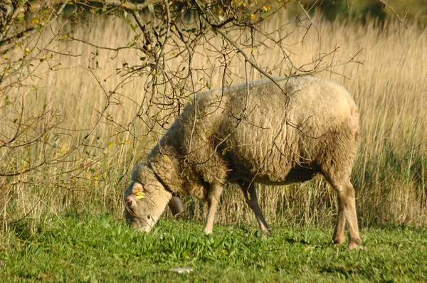 Græsning af får - Stock-foto