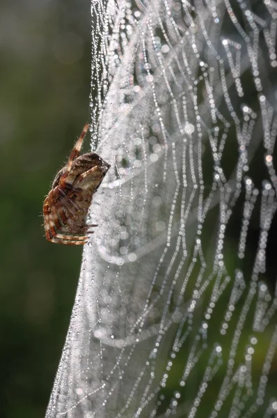 Aranha Jardim Europeu (Araneus diadematus ) — Fotografia de Stock