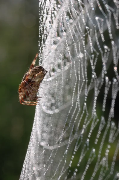 Европейский садовый паук (Araneus dibmatus) ) Лицензионные Стоковые Фото
