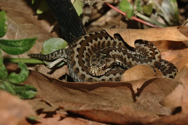 Seoane の毒蛇 (Vipera seoanei) — ストック写真