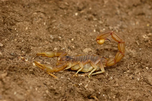 Escorpião (Buthus occitanus ) — Fotografia de Stock