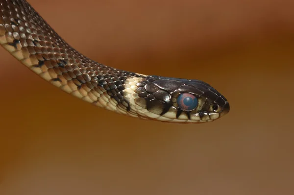 Serpente de erva (Natrix natrix) — Fotografia de Stock