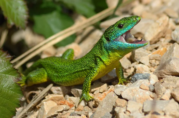 Lagarto verde (lacerta bilineata ) — Foto de Stock