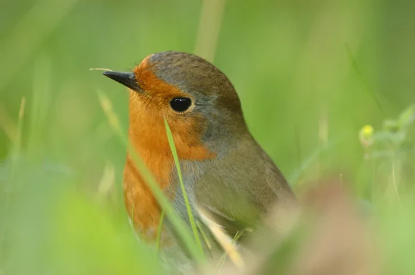 로빈 (Erithacus rubecula) — 스톡 사진