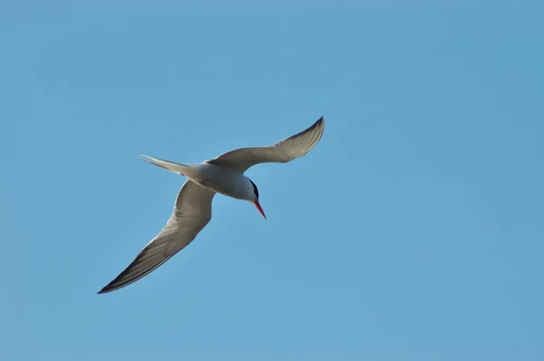 Gaviota común — Foto de Stock