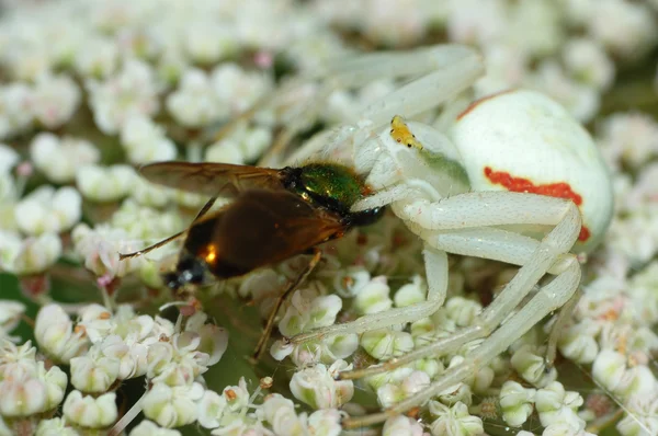 Aranha de caranguejo — Fotografia de Stock