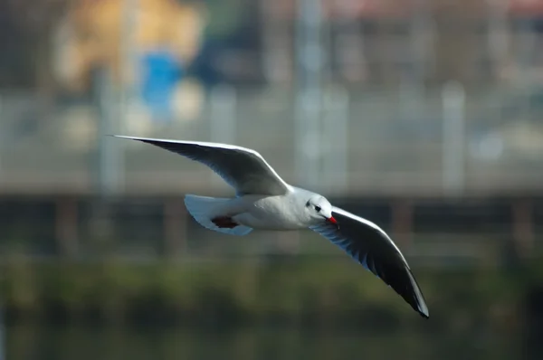 Gaviota en vuelo — Foto de Stock