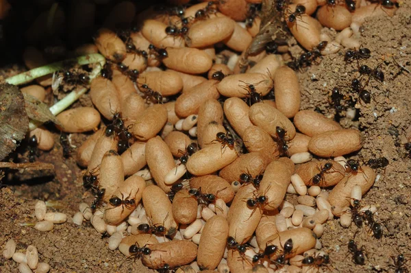 Curso De Cultivo De Larvas Y Semillas