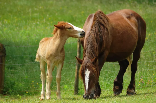 Mare met haar veulen Rechtenvrije Stockafbeeldingen