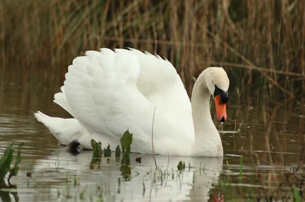 Doofstomme zwaan (Cygnus olor) — Stockfoto