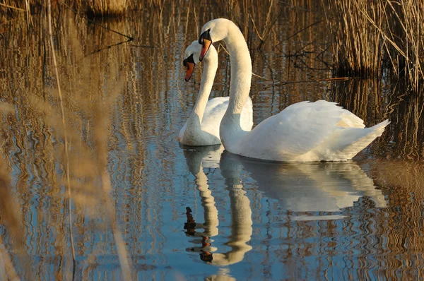 Немой лебедь (Cygnus olor) — стоковое фото