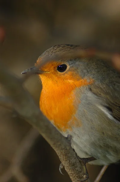 Robin (Erithacus rubecula) — Φωτογραφία Αρχείου