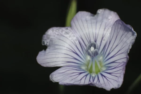 Flores — Foto de Stock