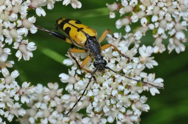 Escarabajo — Foto de Stock