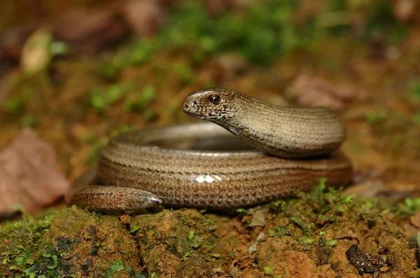 Langzame worm (Anguis fragilis)) — Stockfoto