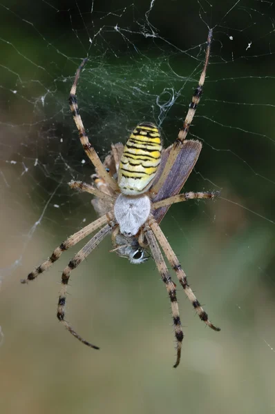 Spider (Argiope bruennichi) — Stock Photo, Image