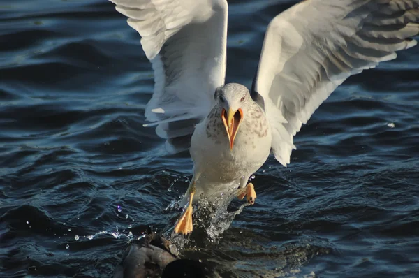 Seagull (Larus fuscus) — Stock Photo, Image