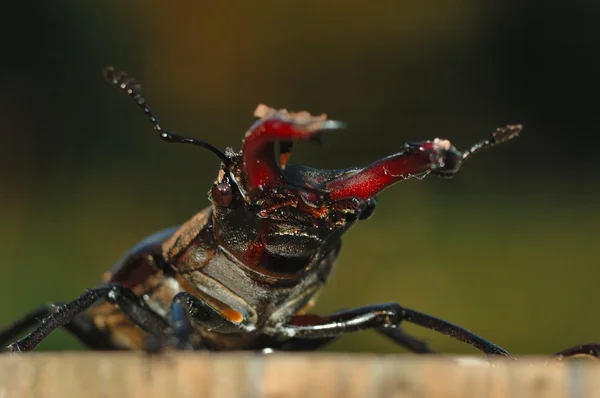 Szarvasbogár (lucanus cervus) — Stock Fotó