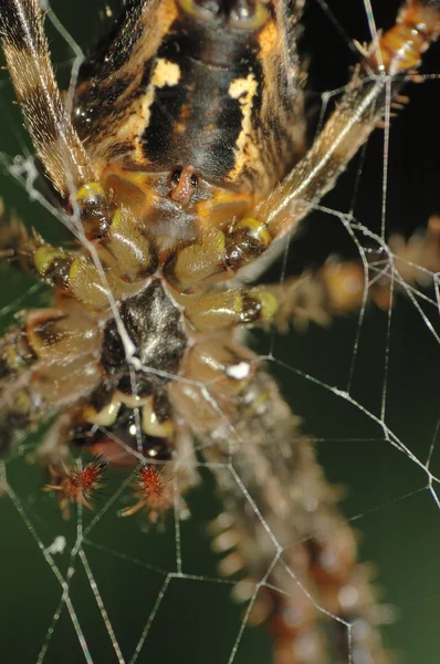 Pająk (Araneus diadematus) — Zdjęcie stockowe