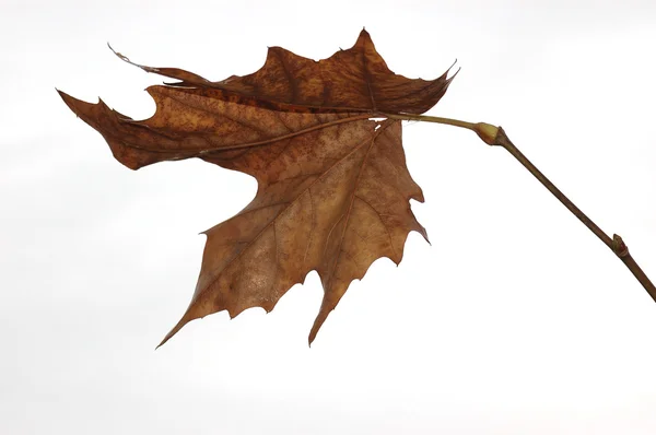 Dry leaf — Stock Photo, Image