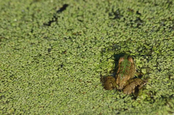 緑のカエル (Pelophylax 隔離されています。) — ストック写真