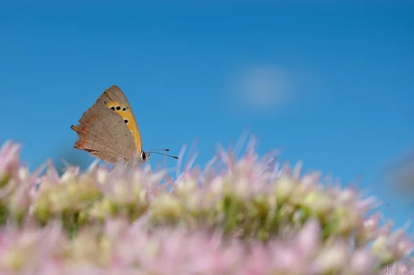 Butterfly — Stock Photo, Image