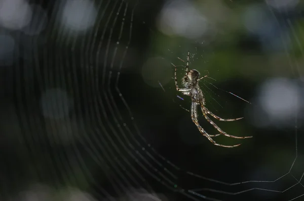 Aranha — Fotografia de Stock