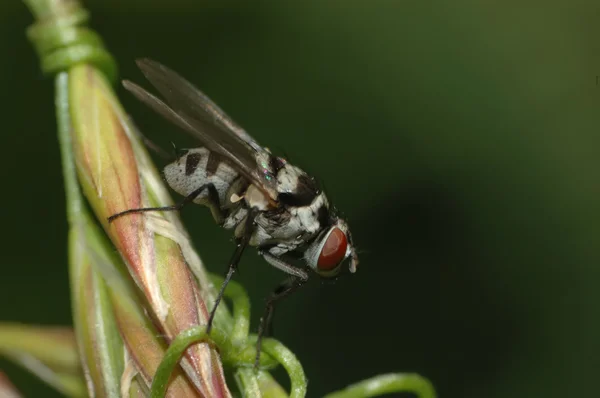 Macro di una mosca — Foto Stock