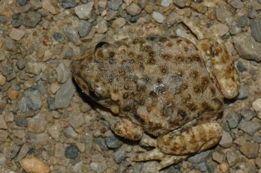 toad (alytes obstetricans) clipart