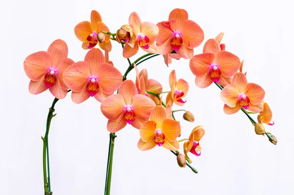 Two Branches Blooming Orange Color Phalaenopsis Orchids Moon Orchid Moth — Fotografia de Stock