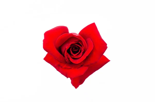 Вид Зверху Квітучої Червоної Квітки Троянди Любовну Форму Ізольовано Білому — стокове фото
