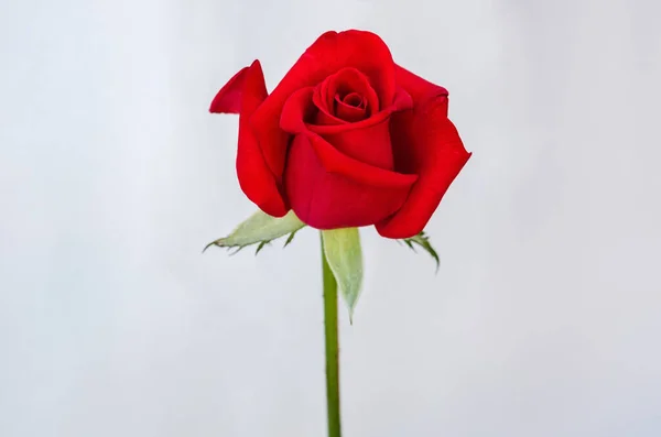 Κόκκινο Ανθισμένο Τριαντάφυλλο Λουλούδι Απομονώνονται Λευκό Φόντο Χαρτί — Φωτογραφία Αρχείου