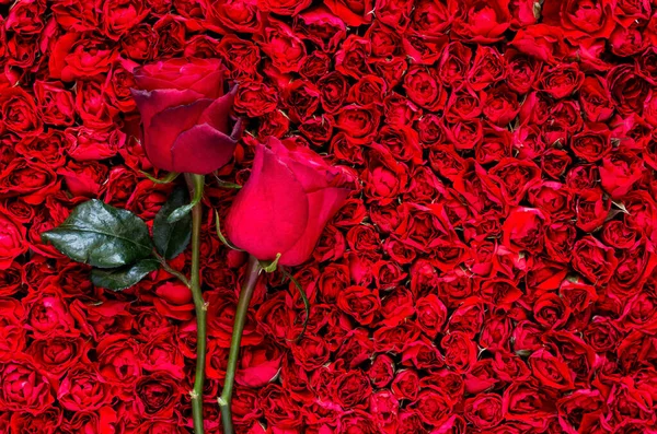Duas Rosas Postas Fundo Rosa Vermelho Aniversário Conceito Dia Mãe — Fotografia de Stock