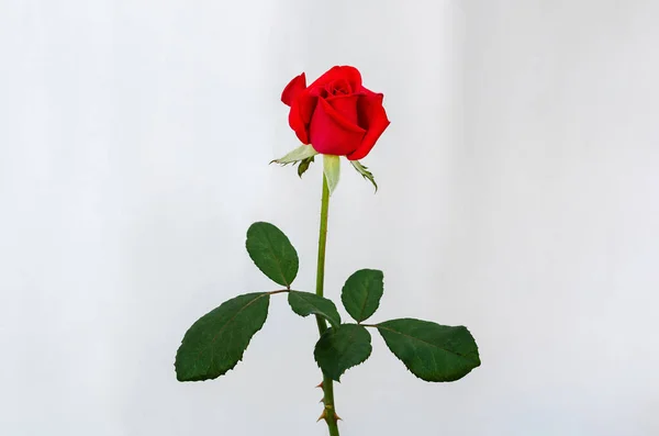 Floração Vermelha Rosa Flor Com Talo Folhas Fundo Papel Branco — Fotografia de Stock